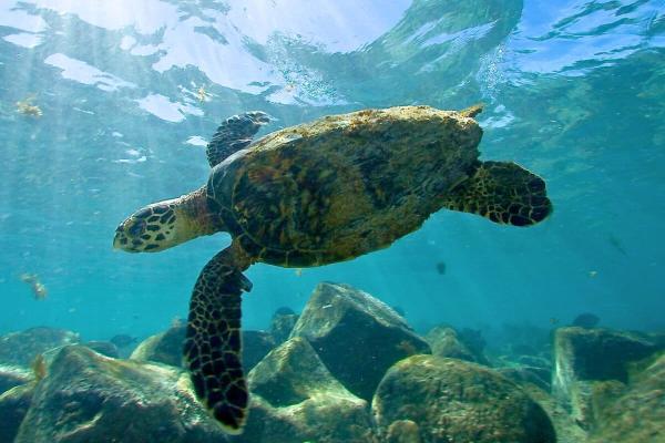 Abrolhos: A South Atlantic marine…
