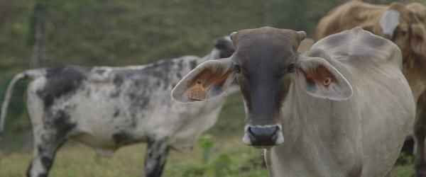 Deforestation and disease spread as…