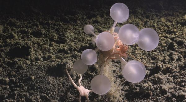Ghost shark, carnivorous sponge among&hellip;