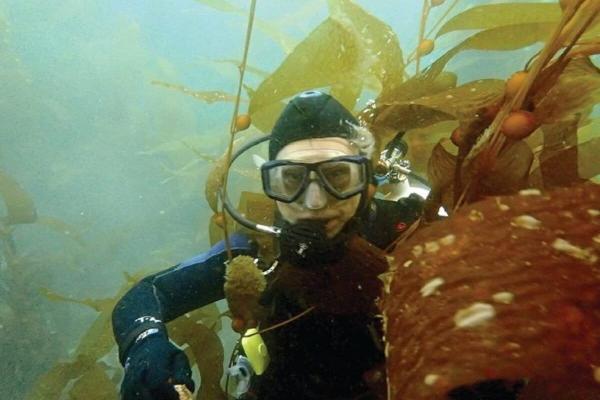California’s kelp forests struggle to…