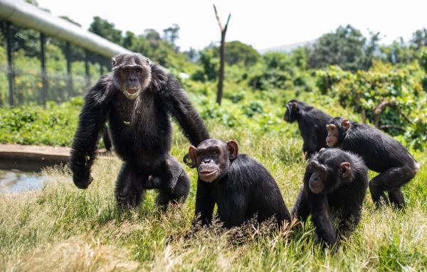 Confinement and disinfected bedding: An ape sanctuary in DRC…
