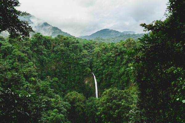 Perdió tres cuartas partes de su bosque&hellip;