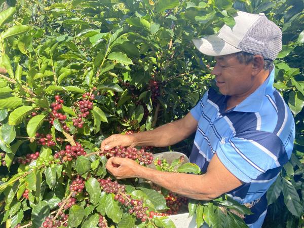 For Honduran coffee growers, EUDR compliance means changing…