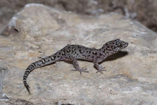 New gecko species findings highlight…