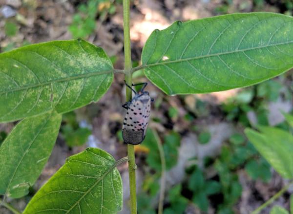 Now Is the Time to Address the Invasive…