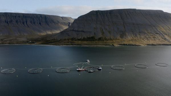 Iceland must protect wild salmon and&hellip;