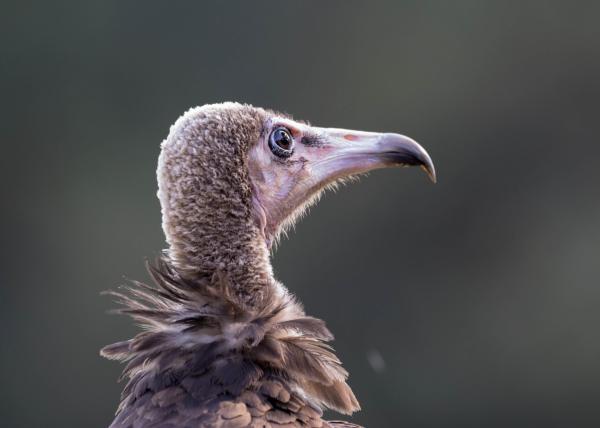 Hope for vultures in Nigeria as some…