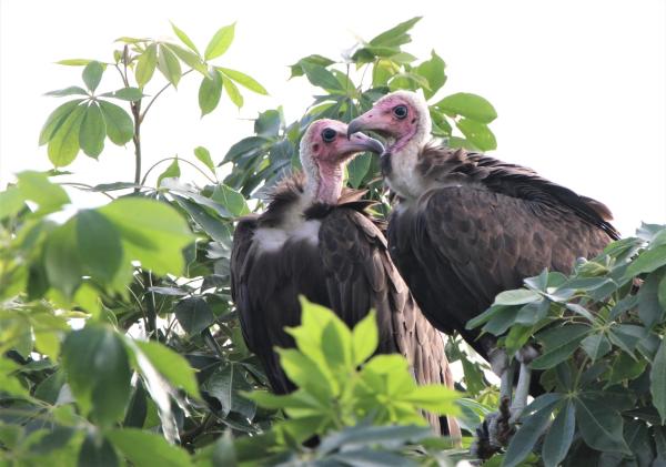Demand for vultures in West Africa&hellip;