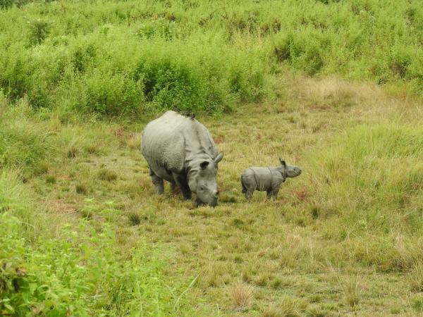Rhinos reintroduced to Indian park are&hellip;