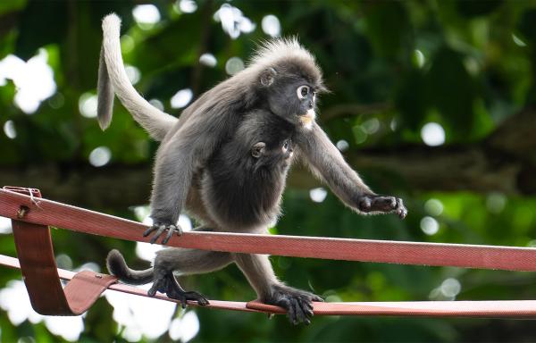 In Malaysia, a bridge helps endangered&hellip;