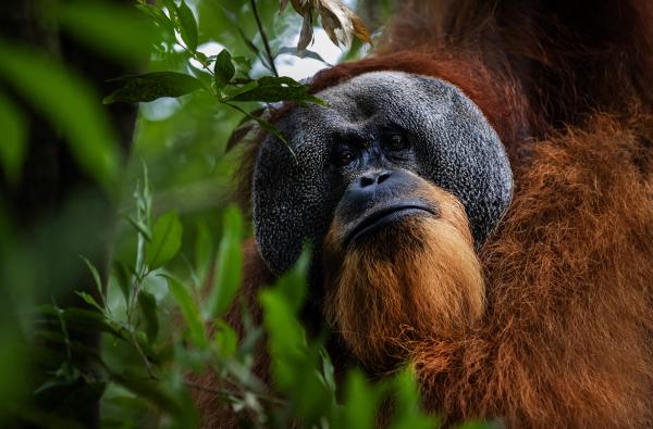Singkil peat swamp: The embattled orangutan capital of the&hellip;