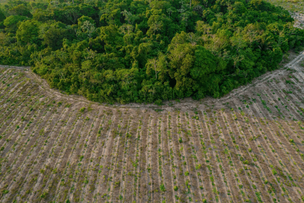 In Brazil, planting forests for carbon&hellip;