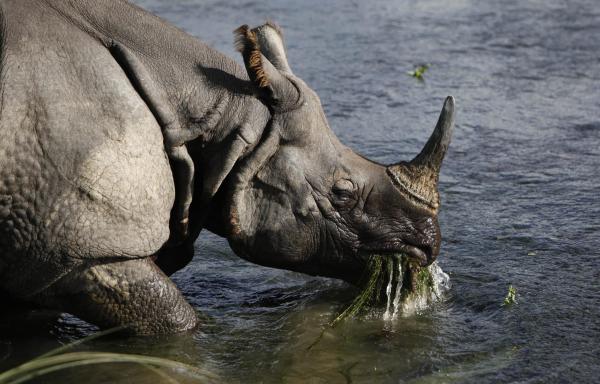 Nepal’s rhino translocation looks good in numbers, but not&hellip;