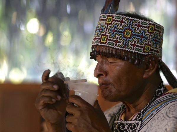Global pressure on ayahuasca threatens…