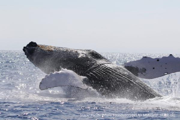 Marine heatwave likely caused sharp&hellip;