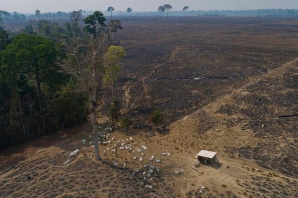More than half the world’s forests…