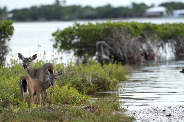 Green and gray: Mangroves and dikes show&hellip;