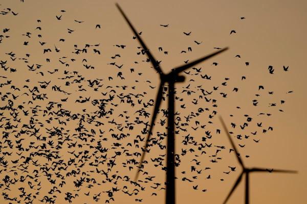 photo of Radar study shows when offshore turbines pose greatest risks to migrating birds image