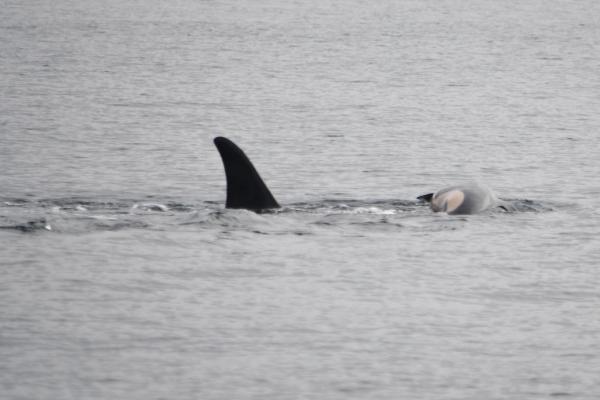 Once again, an endangered orca in Washington state is seen carrying a dead calf
