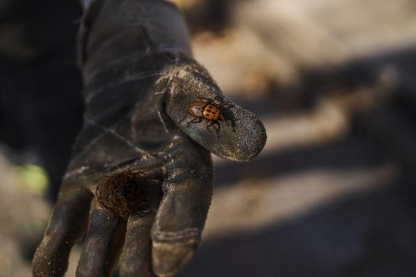 photo of Uruguay confronts a powerful new threat to its palm trees: A tiny red bug image