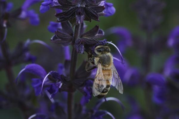 Bees have some ways to cope with a…