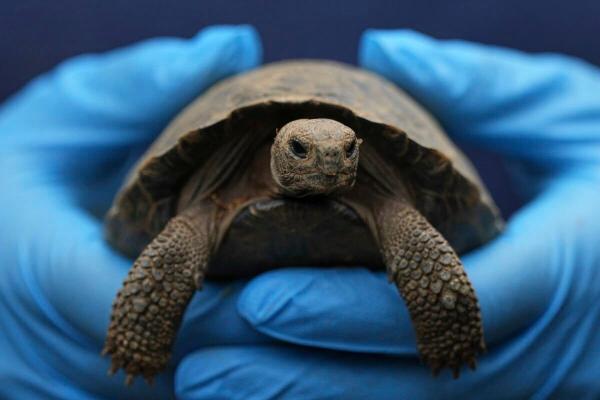 Tortoise hatchlings born of century-old…
