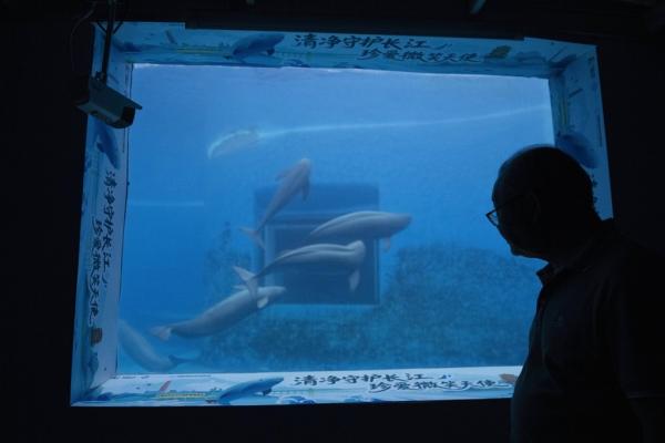 Scientists are breeding rare and…