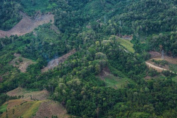 photo of Interpol announces a new global fight against illegal deforestation image