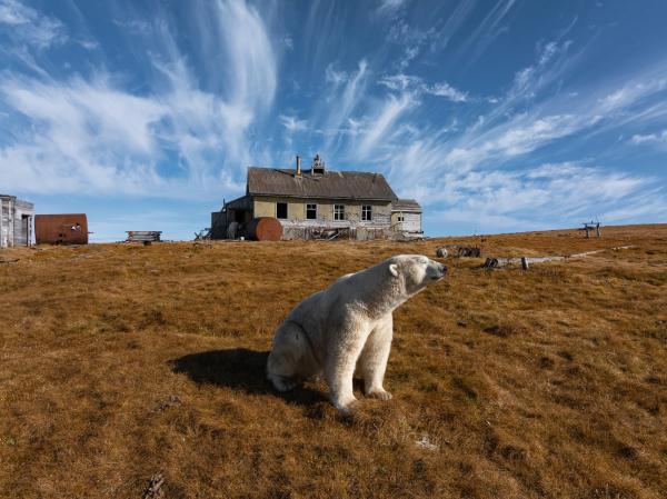 Polar bears off the ice: Photo of the&hellip;