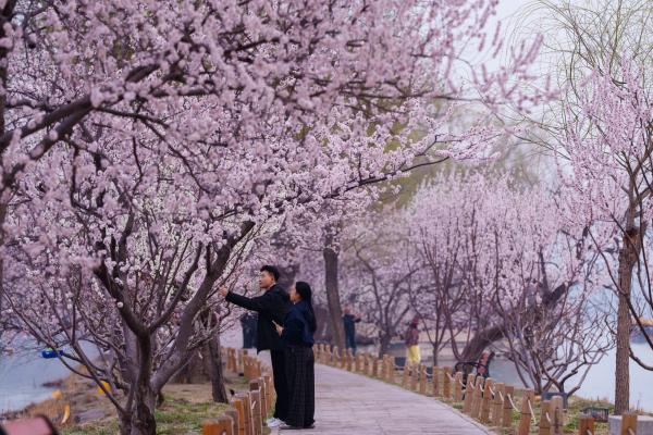 A world in bloom: Spring flowers unfold from Tokyo to…