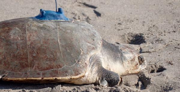 A 3-limbed Kemp’s ridley sea turtle is…
