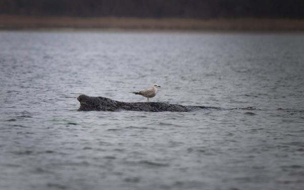 A stranded whale in Germany’s Baltic&hellip;