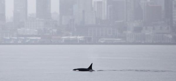 photo of Orcas never seen before in Seattle delight whale watchers with a visit image