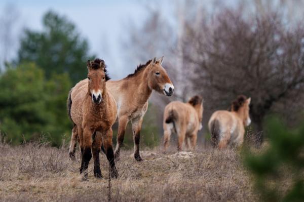 Chernobyl’s radioactive landscape is a&hellip;
