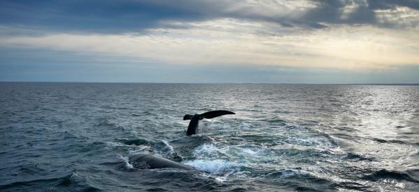 Endangered whale protections may be&hellip;