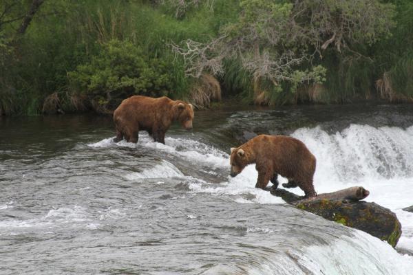 Alaska wildlife agents can kill bears to&hellip;
