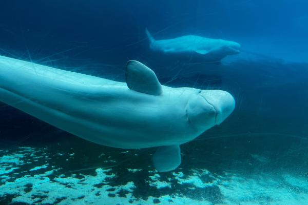Canadian government endorses a plan to move whales from…