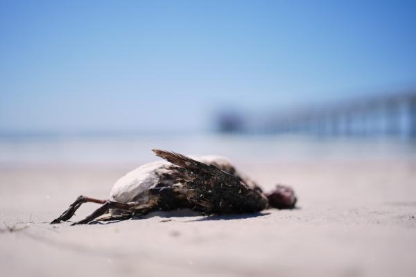 A marine heat wave caused seabird deaths&hellip;