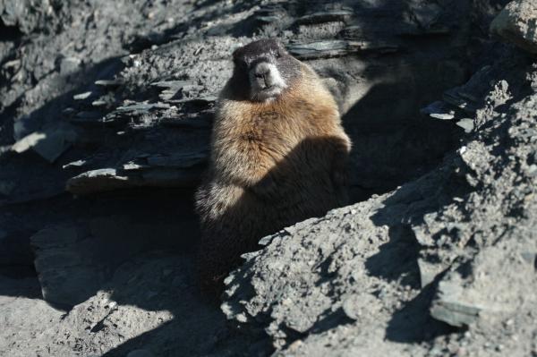 Move over bears. Fat Marmot Week puts a&hellip;