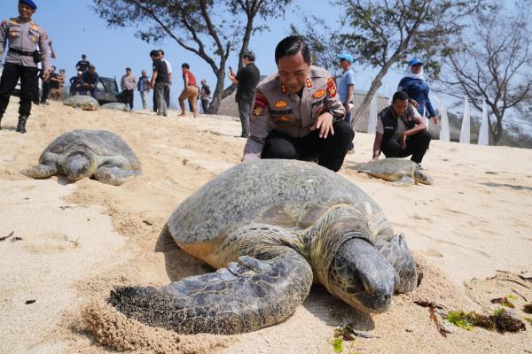 Indonesia returns 20 green sea turtles&hellip;