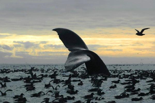 photo of The world’s oceans face triple planetary crisis: Report image