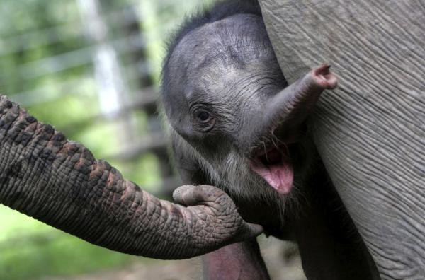 Only 1,325-1,648 wild elephants left in&hellip;