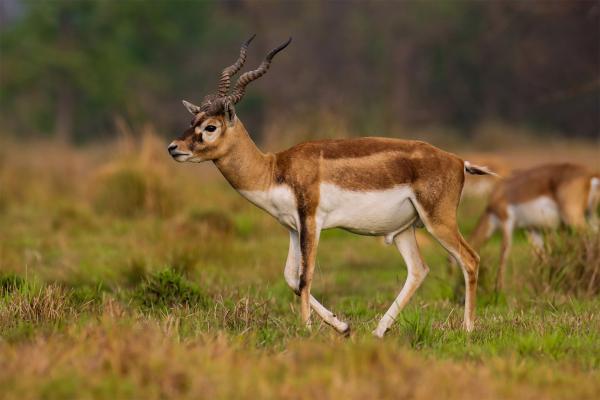 Conservationists wary of Nepal’s plan…