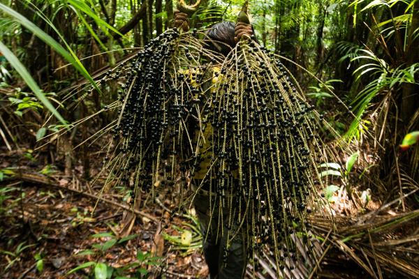Brazil declares açaí a national fruit&hellip;