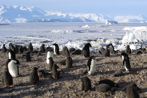 Penguin poop helps form clouds over…