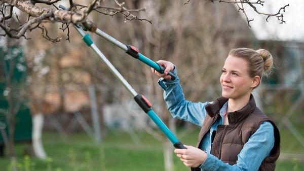 Guest Idea: Late Winter Pruning&hellip;