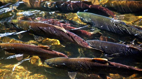 For Two Decades, the Salmon Count Was&hellip;