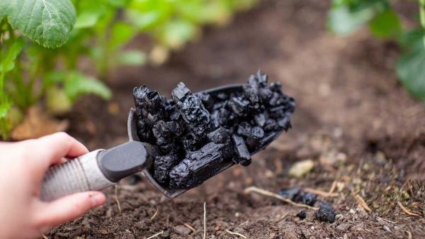 Biochar Was a Billion-Ton Dream, the&hellip;