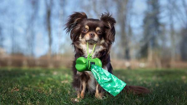 What Pet Waste Costs: The Litter, Bags,&hellip;