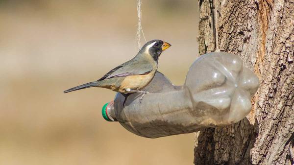7 DIY Recycled Bird Feeders